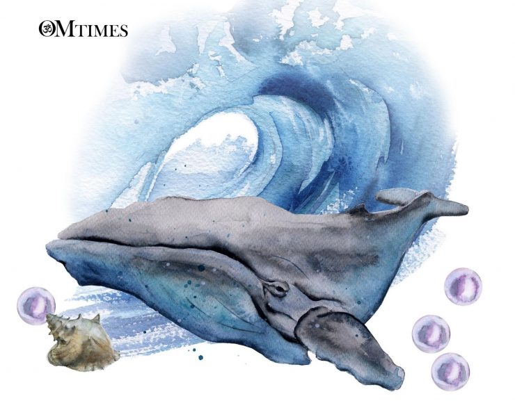 Soul's Light OMTimes