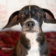 Do Animals Have Souls OMTimes