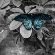 Mystical Spiritual Mission of Animals