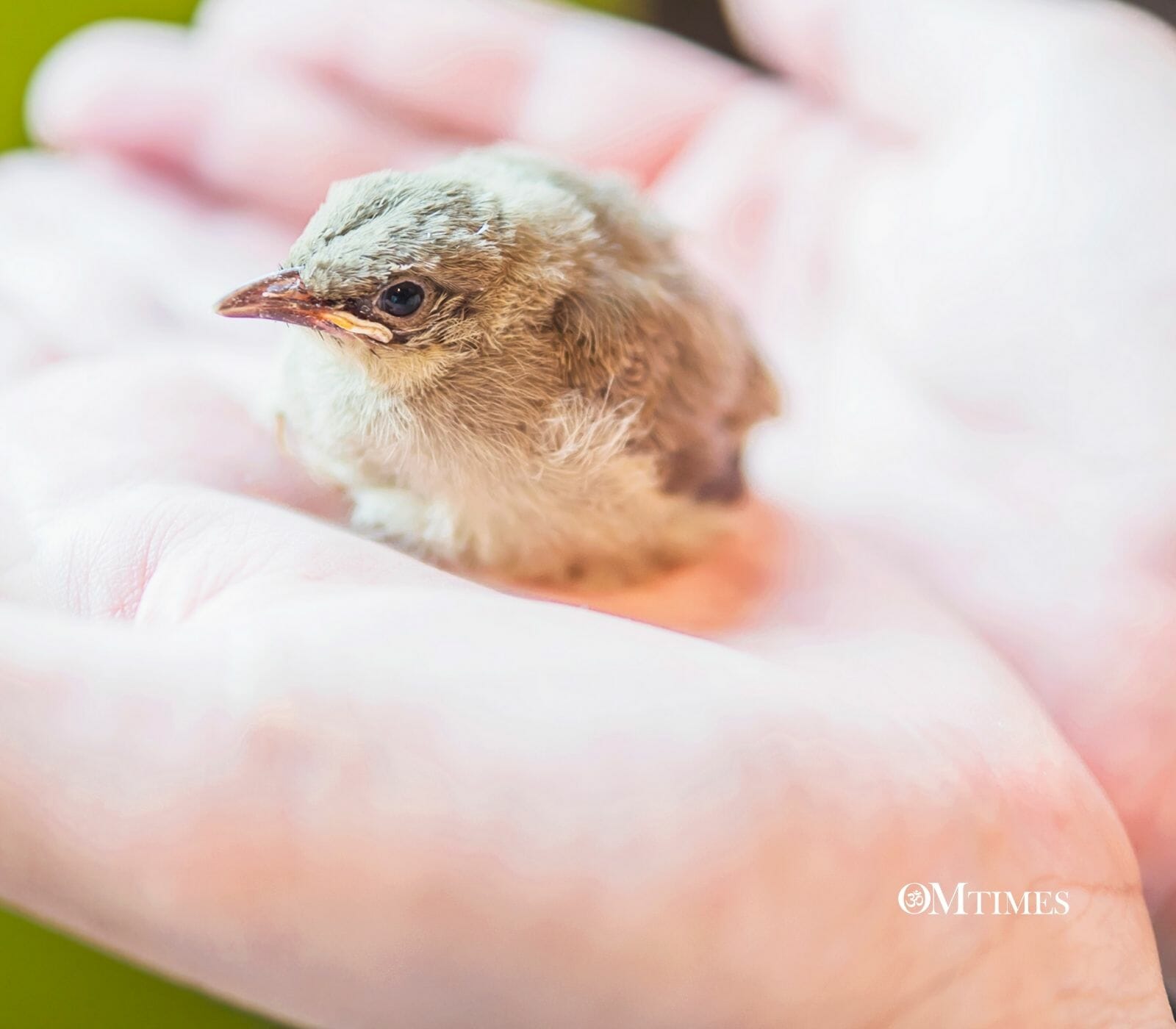 Karma Golden Rule OMTimes