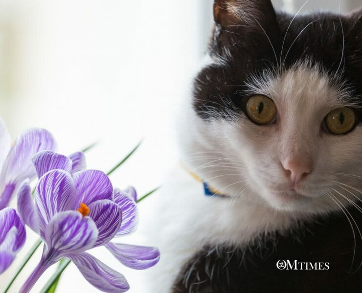 Bach Florals Animals
