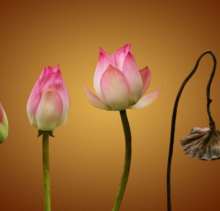 Buddhist Stages of Death