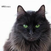 Black Cat