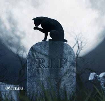 Pets Reincarnate