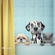 Animals Free Will