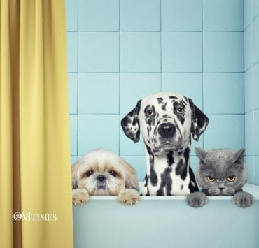 Animals Free Will