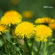 Nutritious Weeds