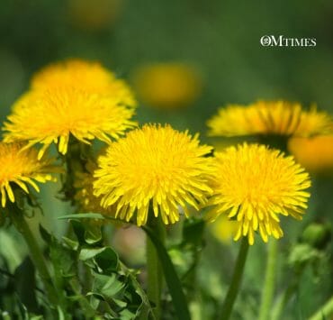 Nutritious Weeds