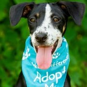 When to Adopt a New Pet?