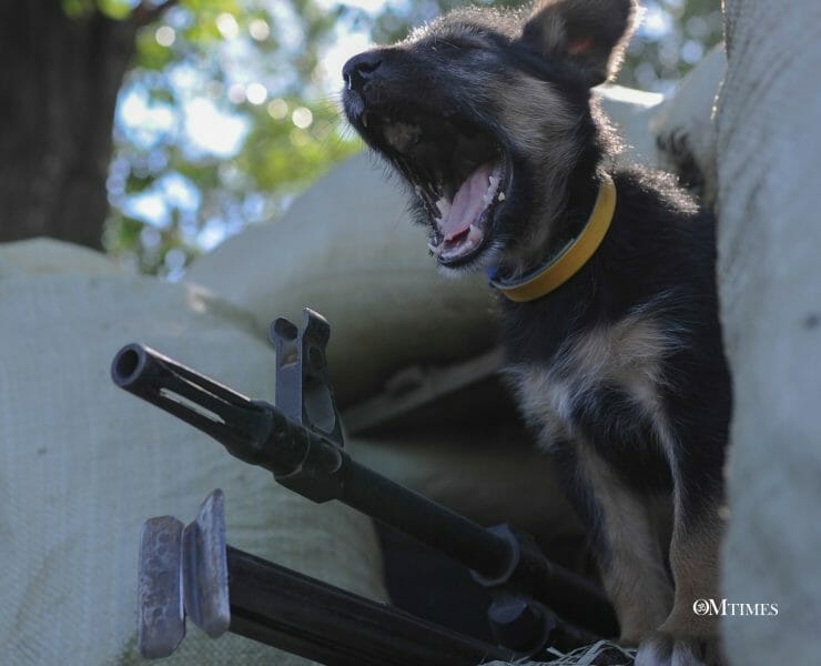 What War Is Teaching Us About Animals & The Earth