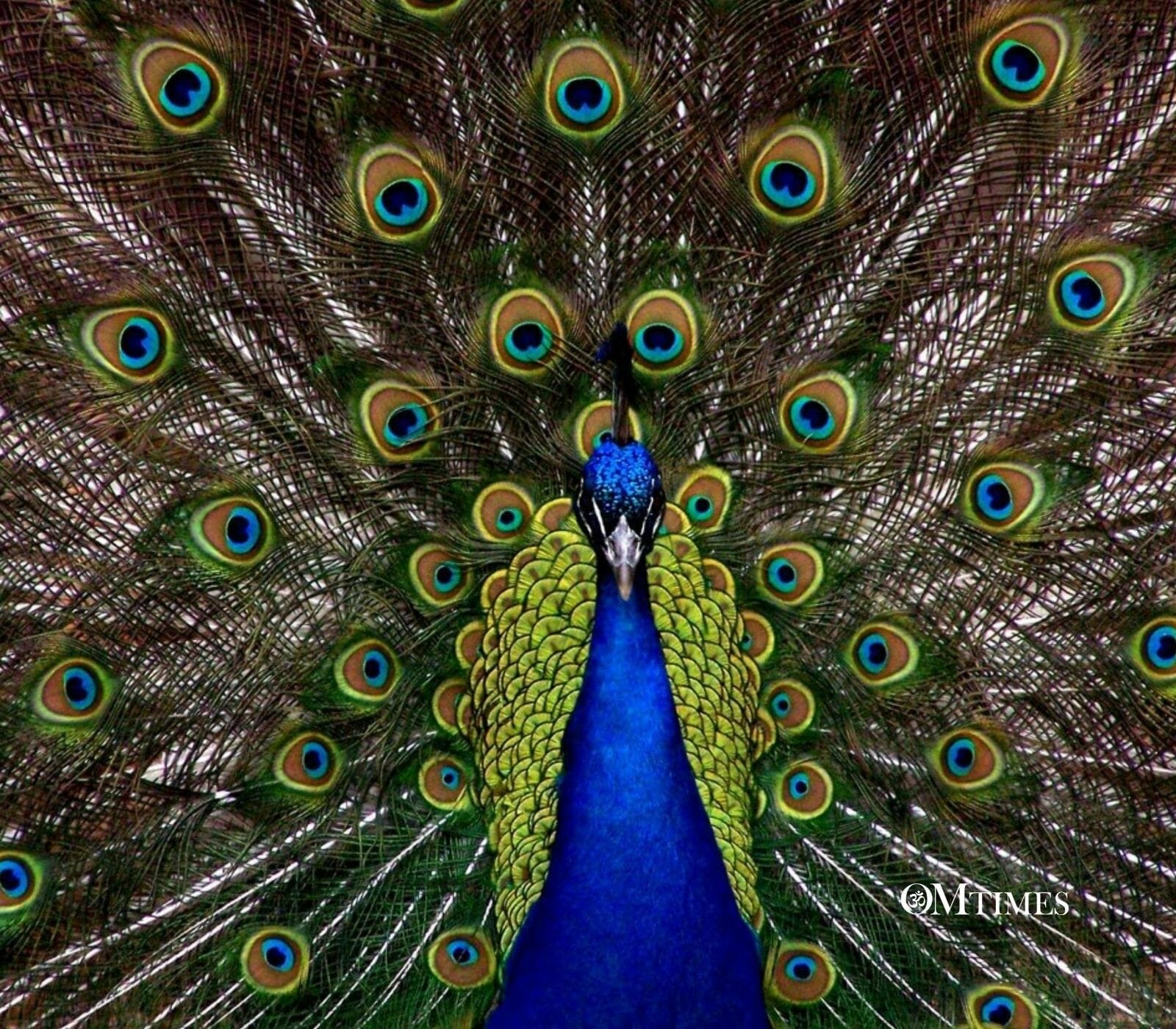 peacock