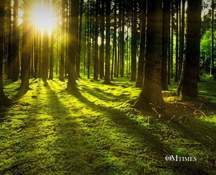 Shinrin-yoku Forest Bath
