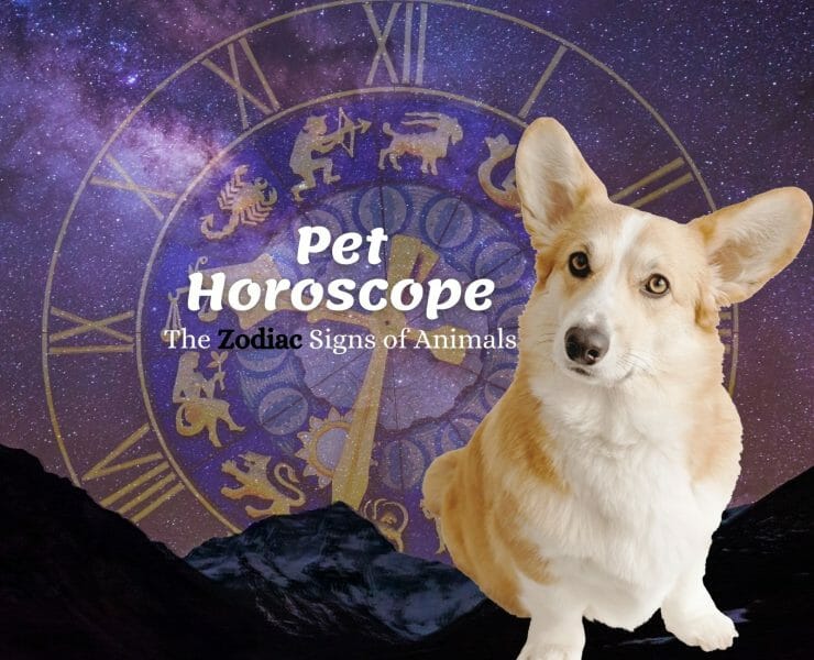 The Zodiac Signs of Animals