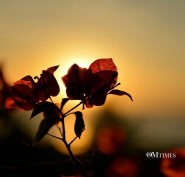 Twin Flames Obstacles