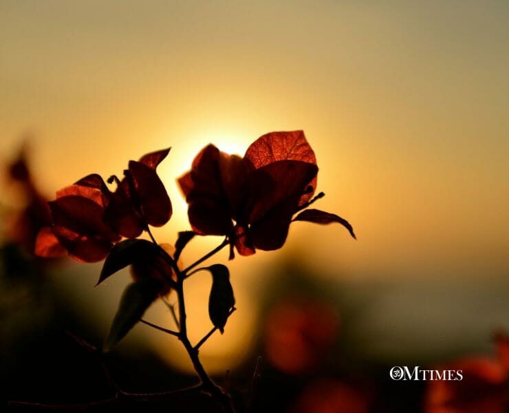 Twin Flames Obstacles