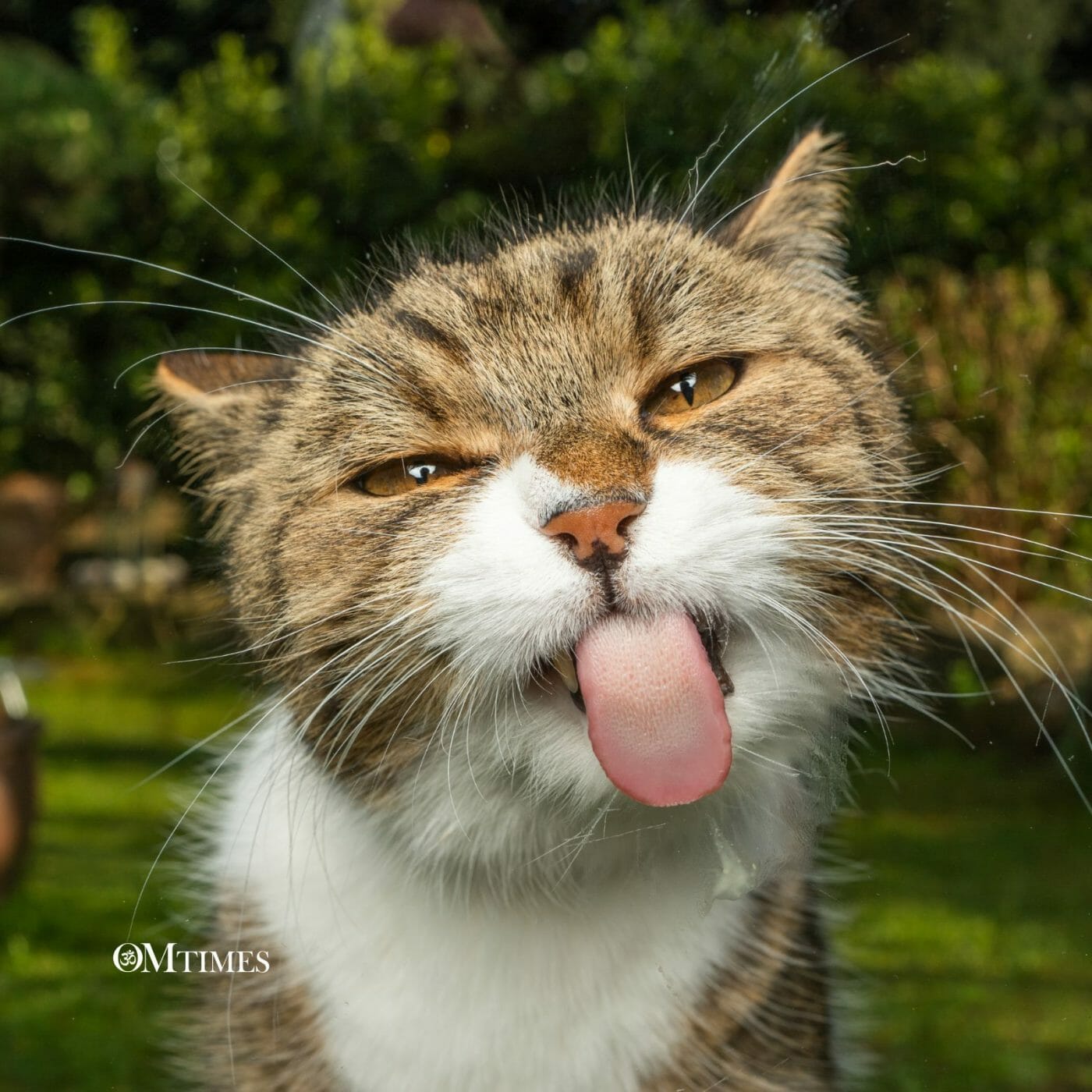 Cat Spirituality