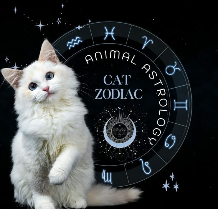 Cat Zodiac Signs