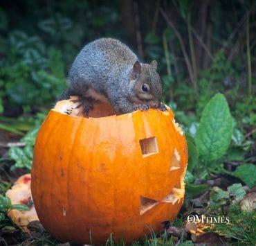 Upcycle Your Pumpkin