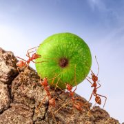 vanishing of insects is making it harder to grow food