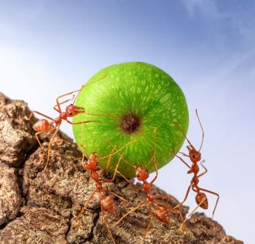 vanishing of insects is making it harder to grow food