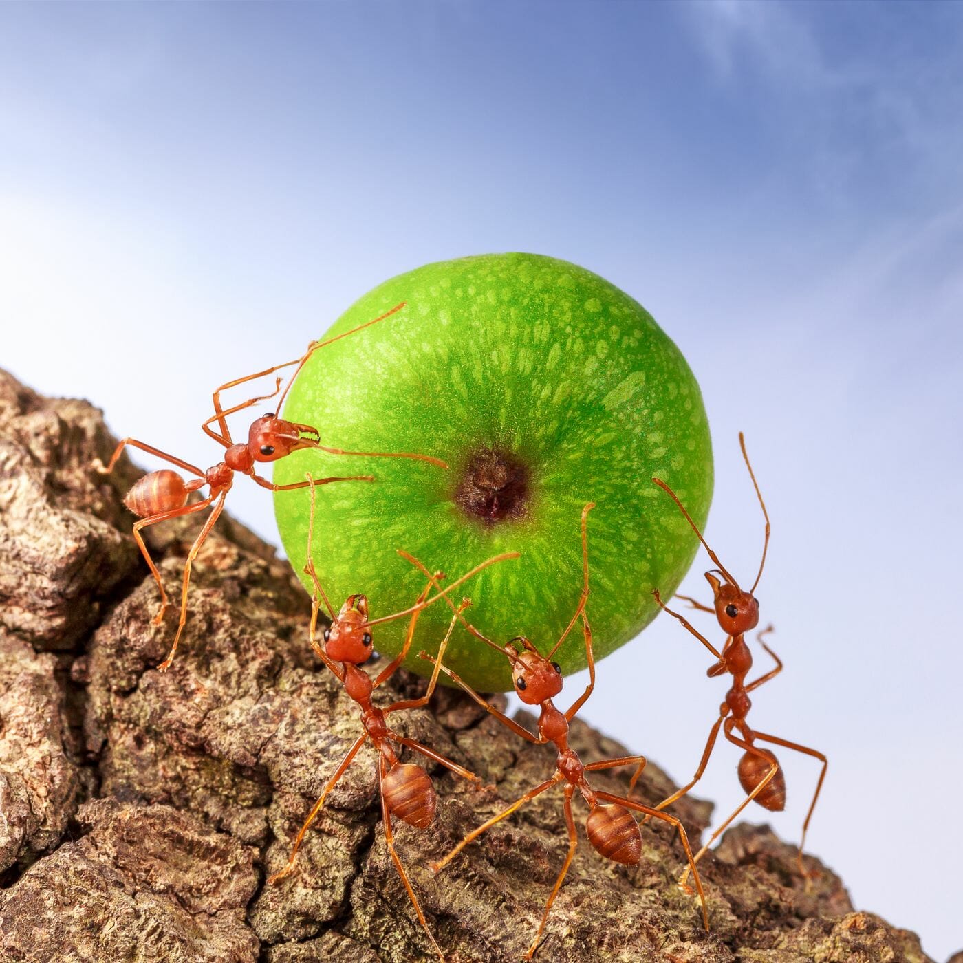 vanishing of insects is making it harder to grow food