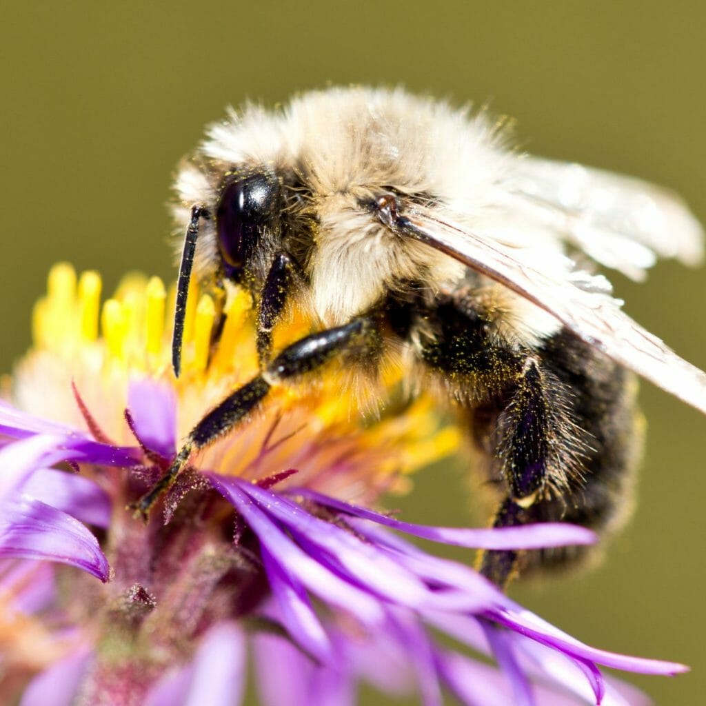 vanishing of insects is making it harder to grow food