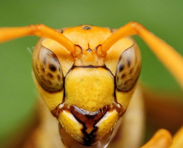 wasps do us a world of good