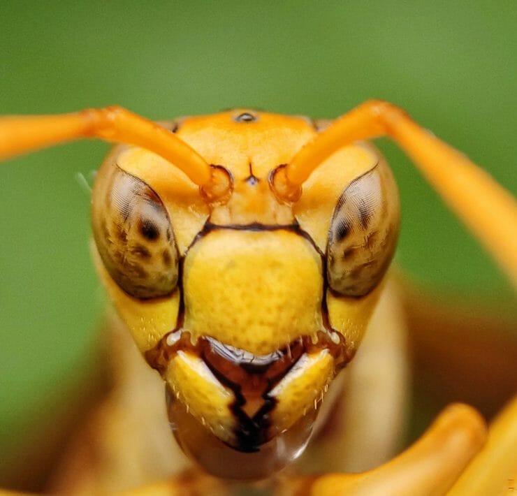 wasps do us a world of good