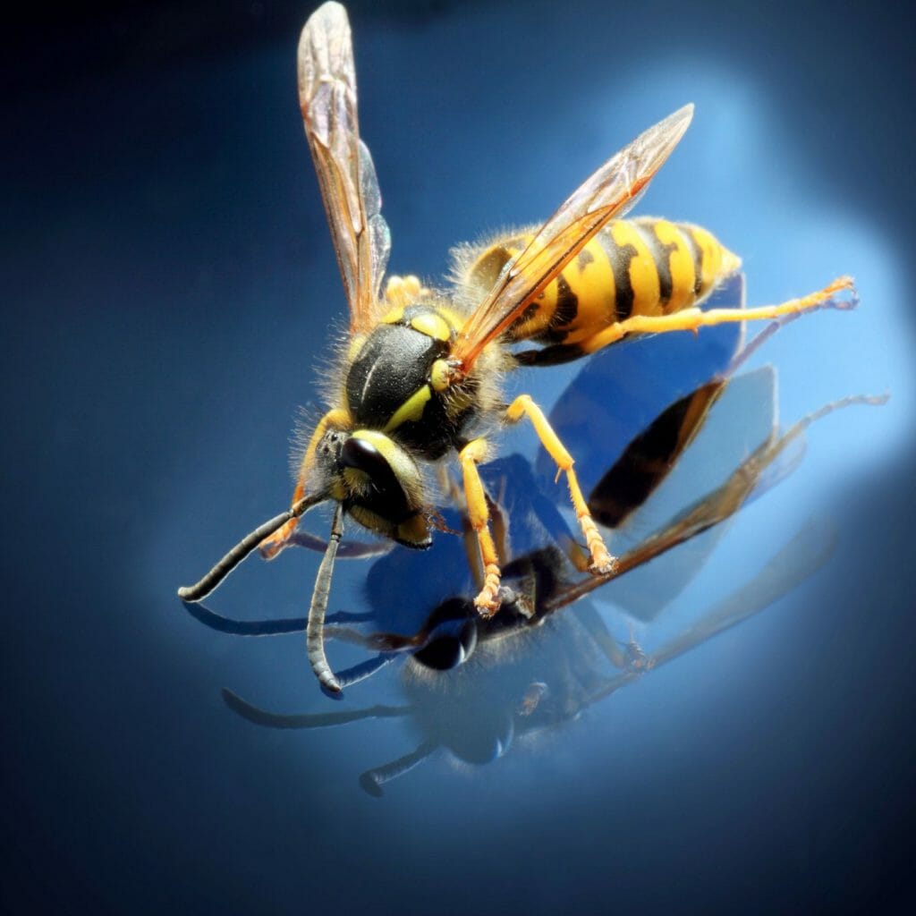 Are wasps beneficial as bees?