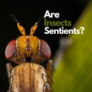 Do Insects feel pain?