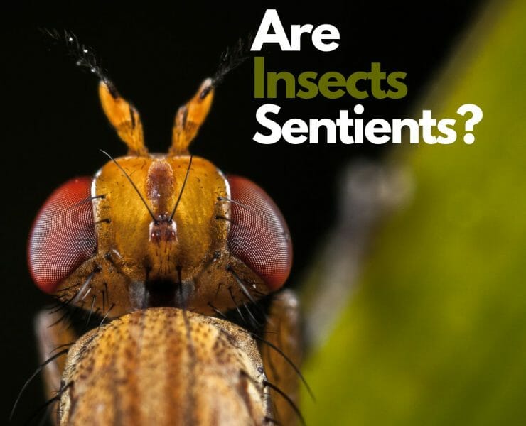 Do Insects feel pain?