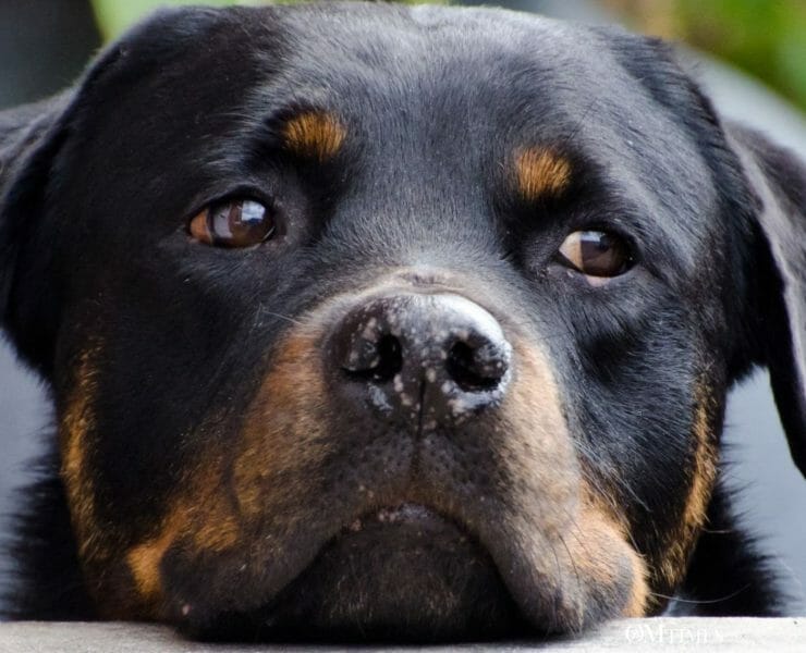 Animal End-of-Life Doula