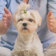 Reiki Pets
