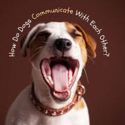 Canine Language