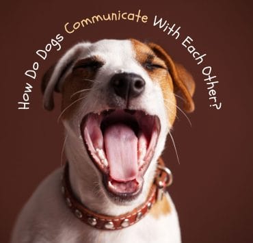Canine Language