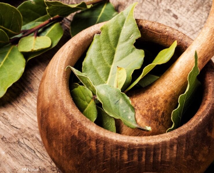 Bay Leaves