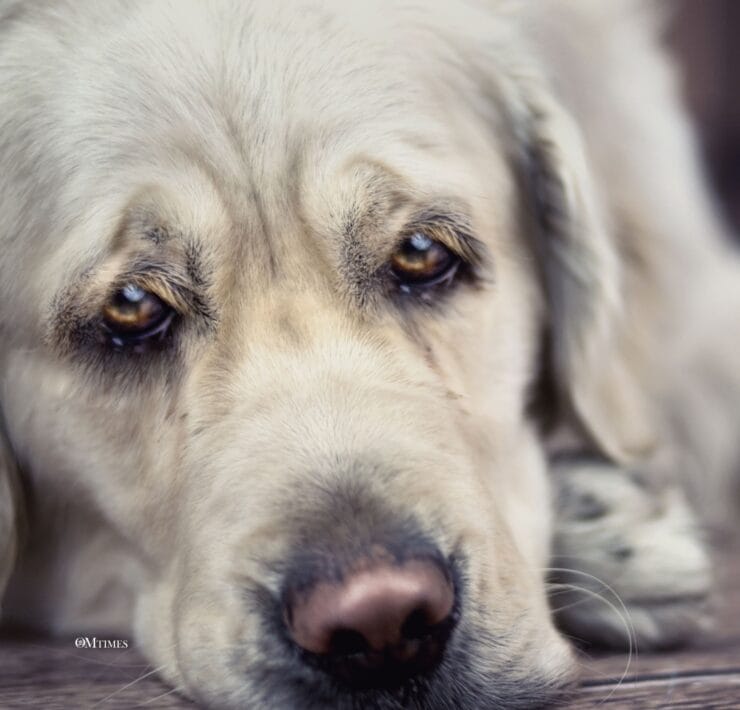 Depression in Animals Caring for Pets with Depression Animal Emotional Health